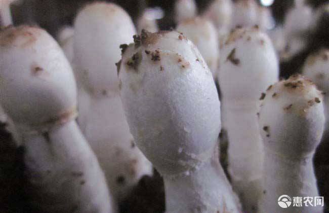鸡腿菇菌种 鸡腿菇菌包菌棒食用菌菌种蘑菇菌价格1.3元 斤 惠农网