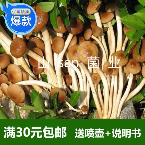 茶树菇蘑菇菌包菌种菌棒食用菌菌种家庭种植茶树菇蘑菇种子包中号