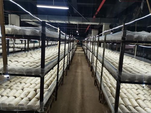 贵州剑河 地下车库种植食用菌,带动1000余人次就业